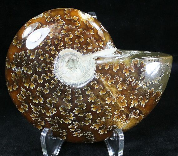 Cleoniceras Ammonite Fossil - Madagascar #20531